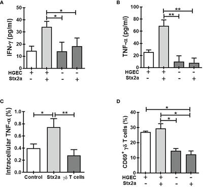 Human Glomerular Endothelial Cells Treated With Shiga Toxin Type 2 Activate γδ T Lymphocytes